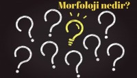 Morfoloji Nedir ve Neyi İnceler?